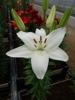 [5012 New Wave No01.JPG]